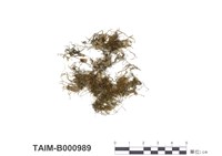 藏品(長肋多枝苔)的圖片